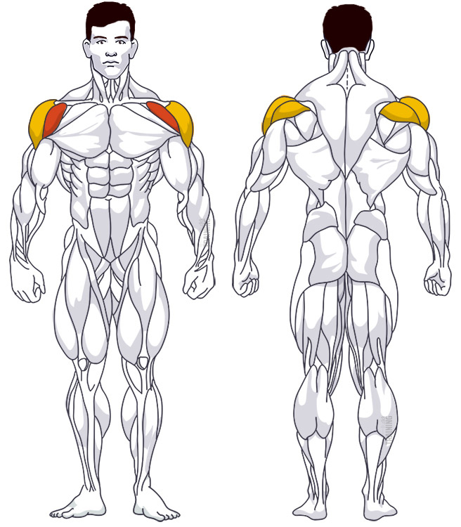 : Involved main muscle groups Barbell Front Raise