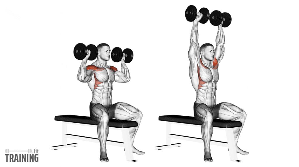Kurzhantel Schulterdrücken Anleitung, Infos & Alternativen » Training.fit