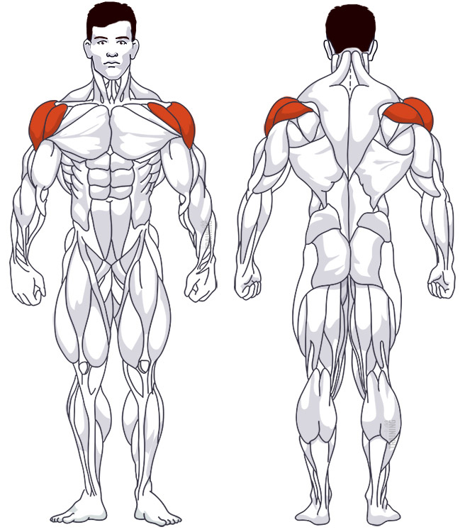 Schultertraining: Beteiligte Hauptmuskelgruppen Arnold Press