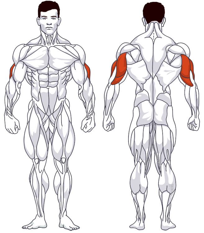 : Involved main muscle groups One Arm Overhead Tricep Extension