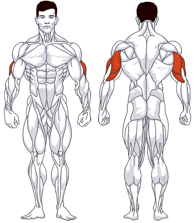 Trizepstraining: Beteiligte Hauptmuskelgruppen Kickbacks