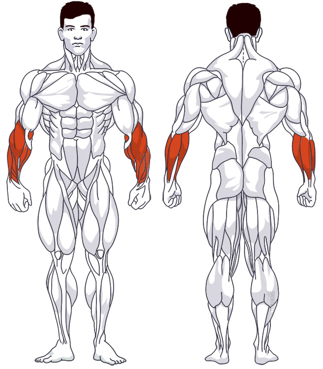 Unterarmtraining: Beteiligte Hauptmuskelgruppen Unterarmcurls mit Langhantel hinter dem Rücken