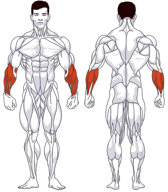 Unterarmtraining: Beteiligte Hauptmuskelgruppen Unterarmcurls am Kabelzug