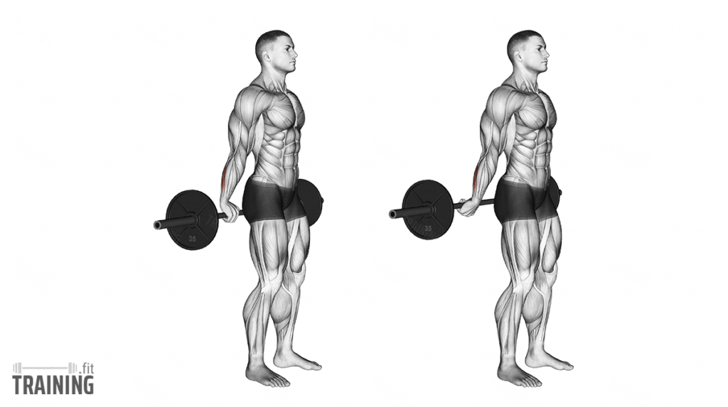 Unterarmcurls mit Langhantel hinter dem Rücken - Anleitung, Infos ...