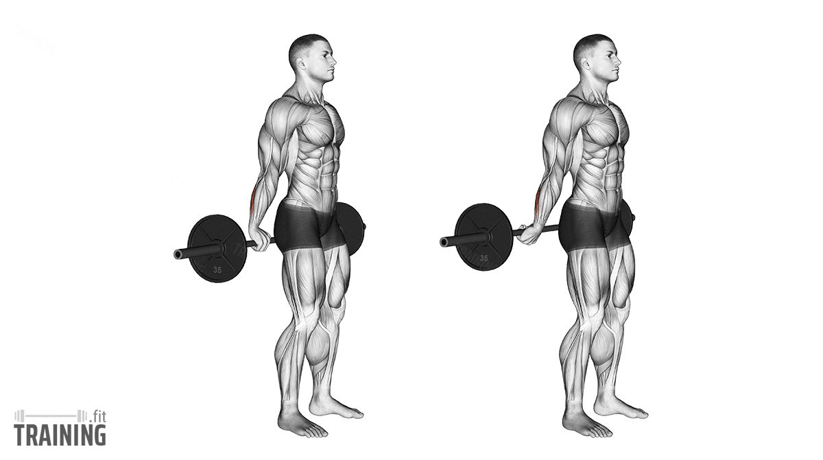 Barbell standing online curl