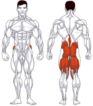 Unterer Rücken: Beteiligte Hauptmuskelgruppen Kreuzheben am Kabelzug