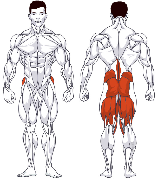 : Involved main muscle groups Romanian Deadlift