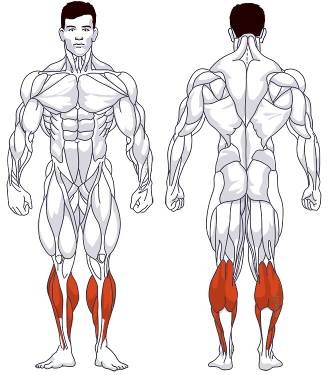 : Involved main muscle groups Seated Barbell Calf Raise