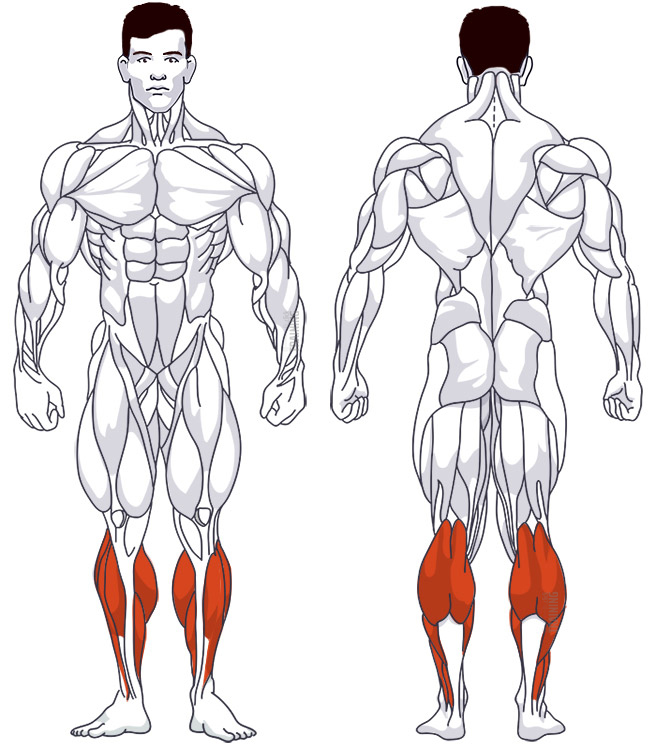 : Involved main muscle groups Calf Raises