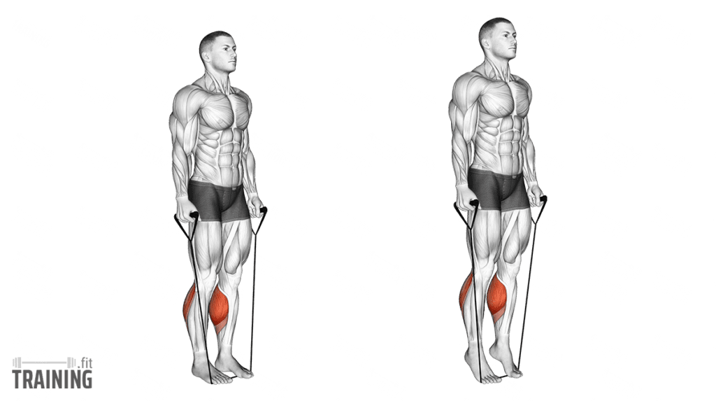 Calves training » Training.fit