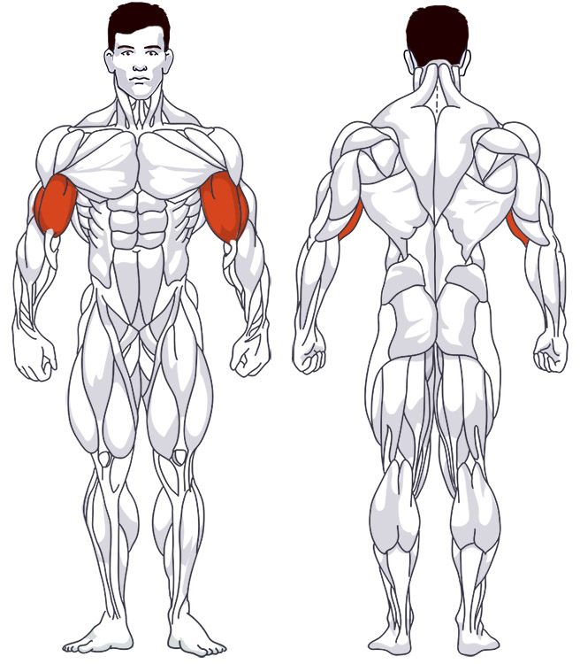 : Involved main muscle groups Cable Curls