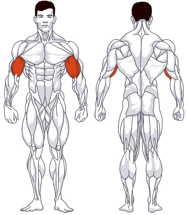 : Involved main muscle groups Incline Bench Preacher Curls