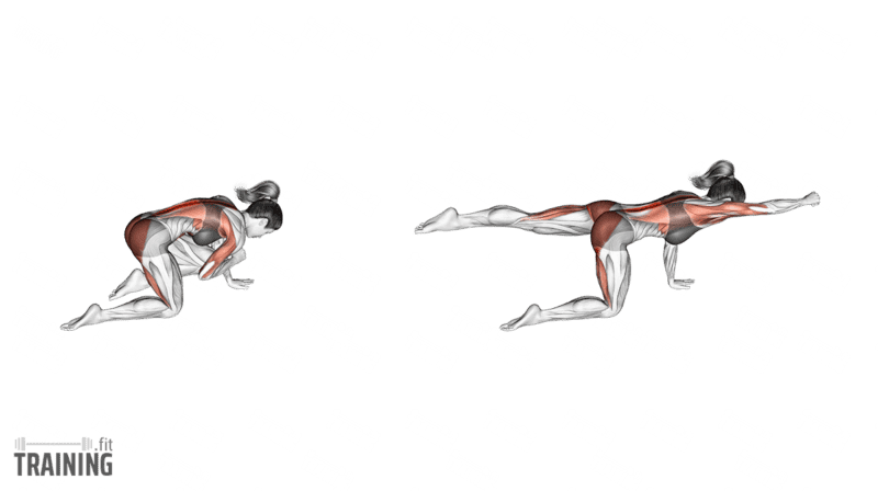 Bird dog moving from an inward elbow-and-knee position to an opposite arm and leg reach on hands and knees.; Copyright: 