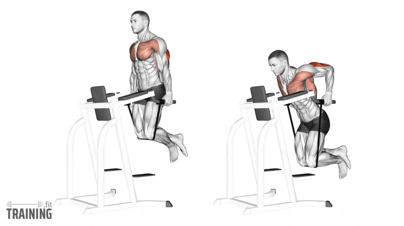 Movement sequence: Band-assisted dip with both knees on a resistance band stretched between the parallel bars.