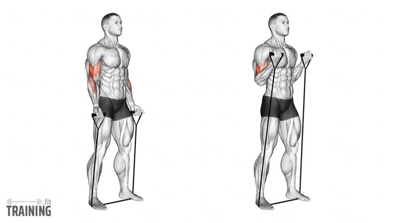 Movement sequence: Standing biceps curl with a resistance band secured beneath both feet.