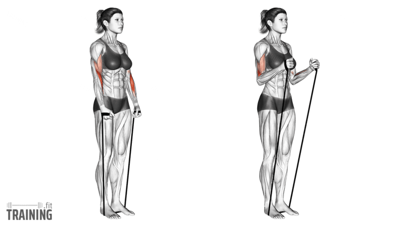 Movement sequence: Standing hammer curls with a resistance band beneath the feet and a neutral grip.