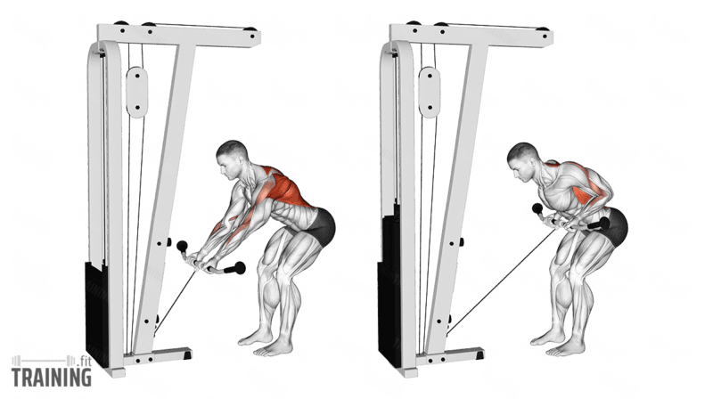 Movement sequence: Standing bent-over cable row with a low pulley, underhand bar grip and handle pulled toward the abdomen.