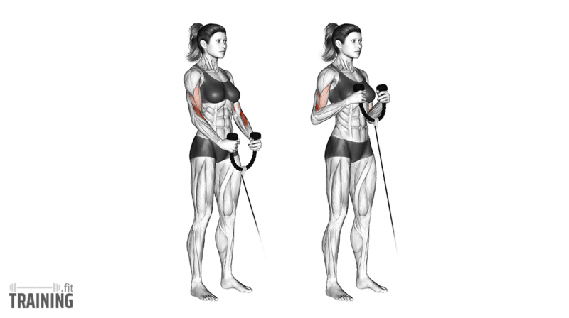 Movement sequence: Neutral-grip cable hammer curl with a rope attachment on a low pulley.