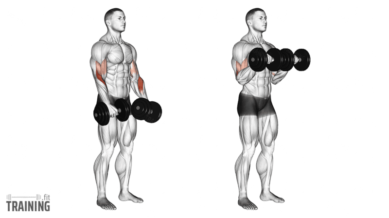 Bewegungsablauf: Reverse Curls im Stehen mit Kurzhanteln und durchgehendem Obergriff.